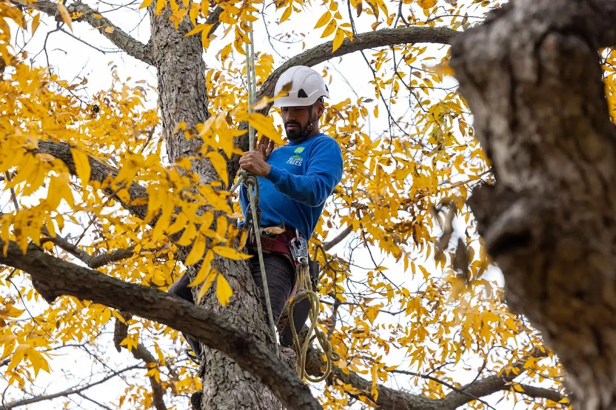 Skilled Storm Damage Cleanup crew working in Erie